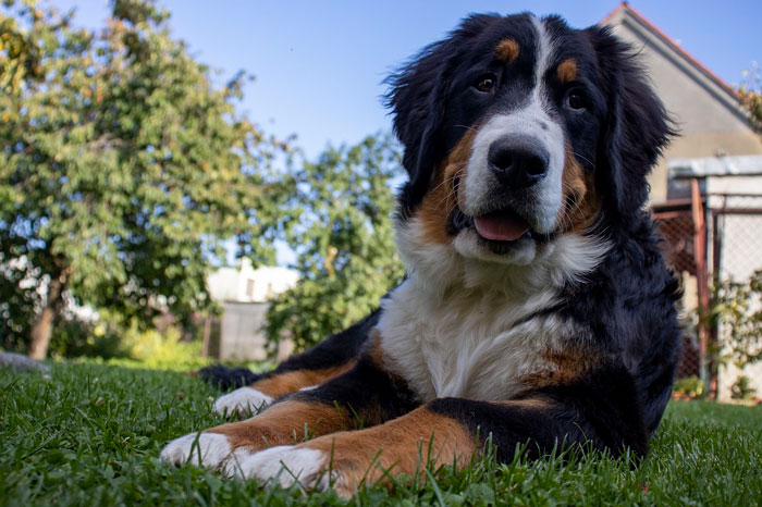 Bernese Mountain Dog sitting on the grass