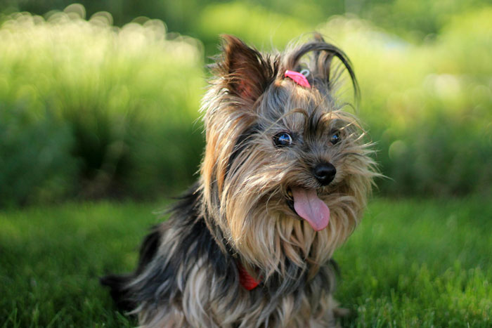 close up view of Yorkshire Terrier dog