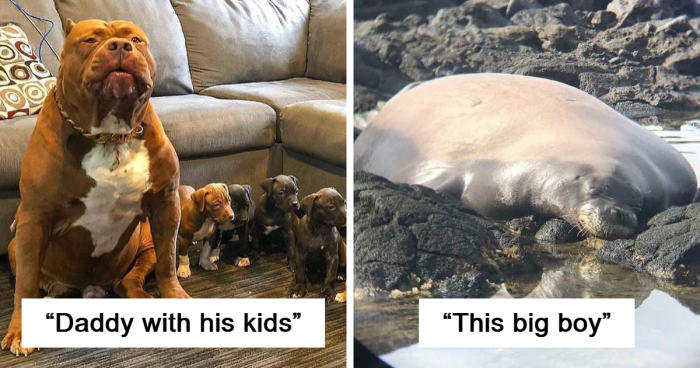 80 Times Something’s Sheer Size Got Them The Title Of ‘Absolute Unit’ (Best Of All Time)