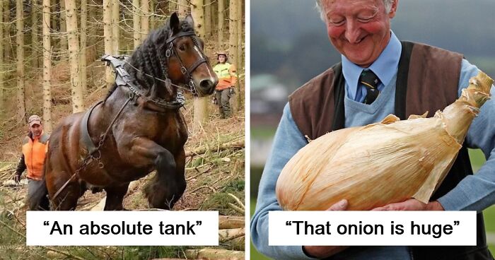 Best Of All Time: 80 ‘Absolute Units’ That Left People Speechless