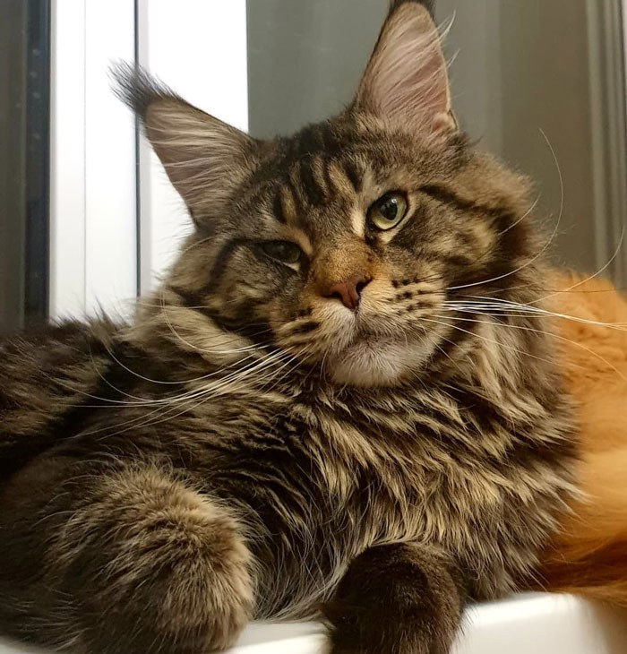 close up view of Maine Coon 