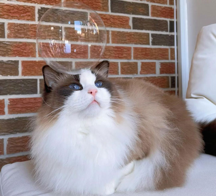 Ragdoll with bubble on its head