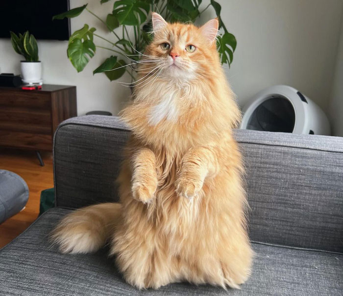 Siberian cat standing on a back paws