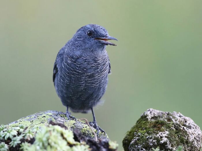 Michael Sanchez Made Birding History With His Photos Of Rare Blue Rock Thrush Michael Sanchez Made Birding History With His Photos Of Rare Blue Rock Thrush