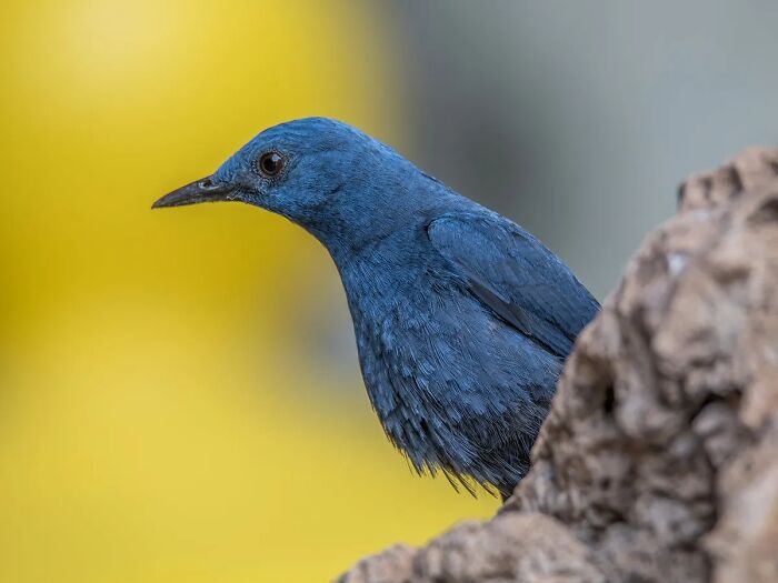 Michael Sanchez Made Birding History With His Photos Of Rare Blue Rock Thrush Michael Sanchez Made Birding History With His Photos Of Rare Blue Rock Thrush