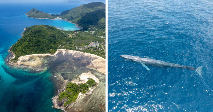 Ocean Giants Return To Seychelles After Not Being Seen In These Waters Since The 1960s