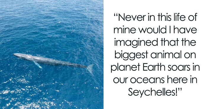 Ocean Giants Return To Seychelles After Not Being Seen In These Waters Since The 1960s