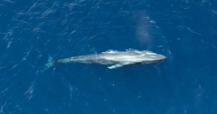 Blue Whales Returned To Seychelles: Scientists Recorded 23 Species During Their Surveys