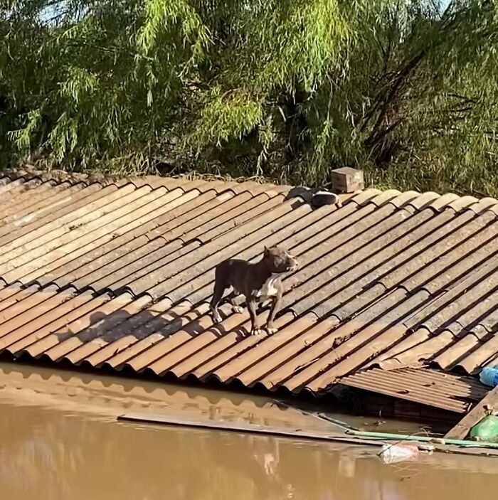 These Dedicated Volunteers Are Rescuing Thousands Of Animals From Rio Grande Do Sul Floods These Dedicated Volunteers Are Rescuing Thousands Of Animals From Rio Grande Do Sul Floods