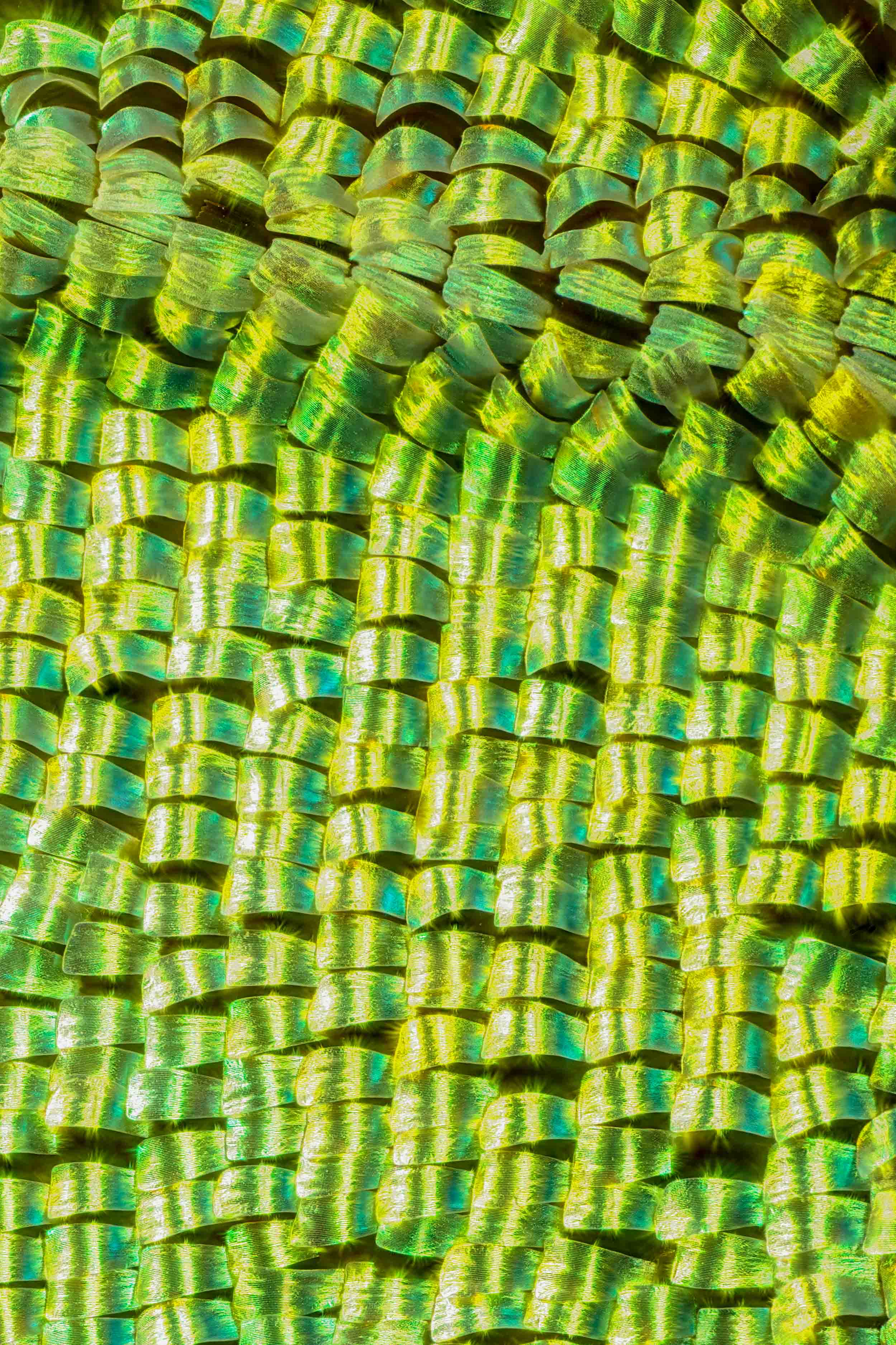 Butterflies’ Scale Nano-Structures Are So Powerful That They Don’t Fade From Ultraviolet Sun Rays Butterflies’ Scale Nano-Structures Are So Powerful That They Don’t Fade From Ultraviolet Sun Rays