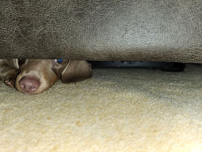 Maisie Under A Sofa