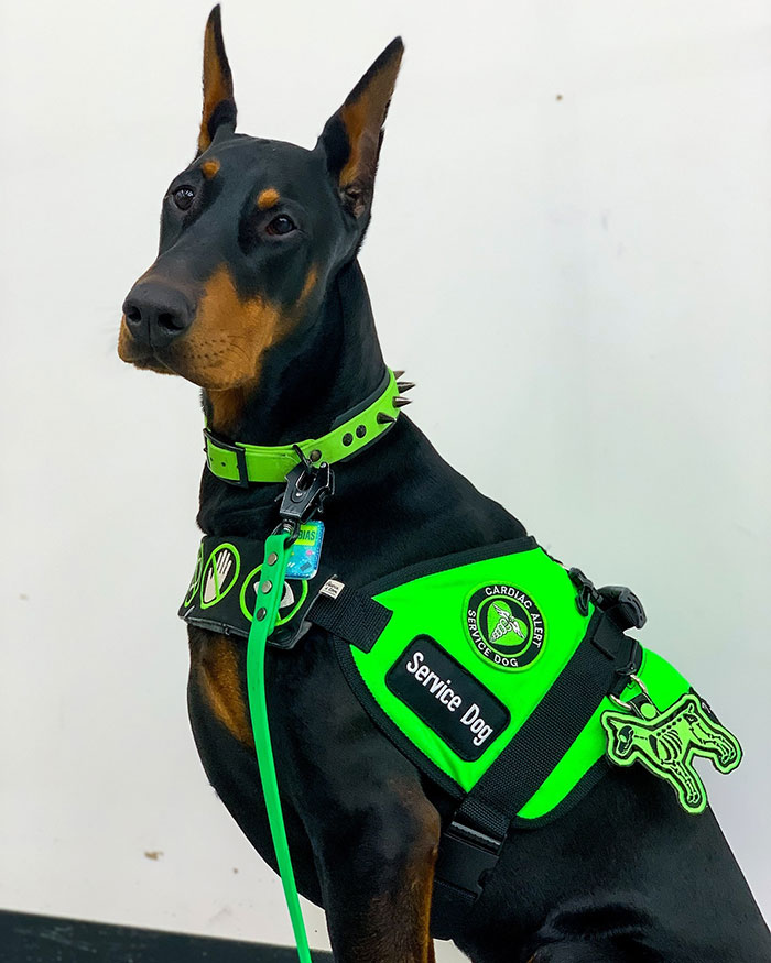 “He’s Scent-Trained To Alert”: 3-Year-Old Dobermann Tobias Improves Chronically Ill Owner’s Life “He’s Scent-Trained To Alert”: 3-Year-Old Dobermann Tobias Improves Chronically Ill Owner’s Life