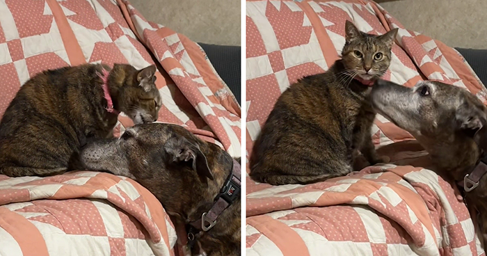 Woman Shares Video Of Her Dog Asking Cat Best Friend For A ‘Bath,’ It Goes Viral Online