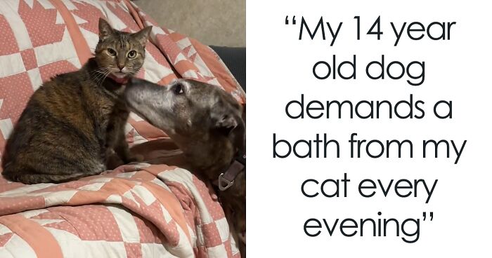 Senior Dog Has Cat Best Friend, Wants To Be ‘Bathed’ By Her Every Single Evening
