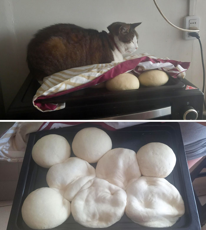 My Cat Decided To Ruin This Batch Of Bread. At Least She Was Comfortable