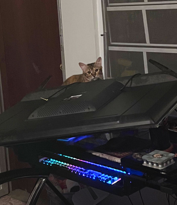 This Cat Broke Into My House And Knocked Over My Monitor