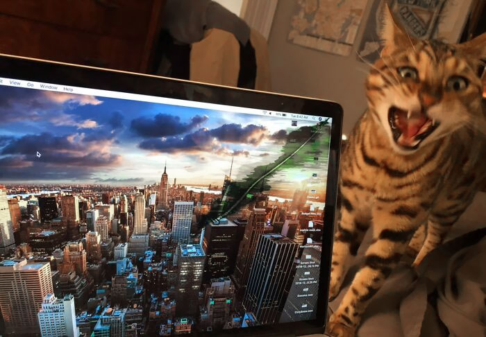 My Cat Just Bit The Corner Of My MacBook