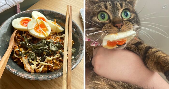 65 Adorable Cats Ruining Stuff Just Because They Can