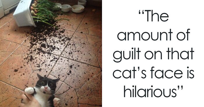 50 Destructive Cats That Weren’t Fast Enough To Escape The Scene Of The Crime
