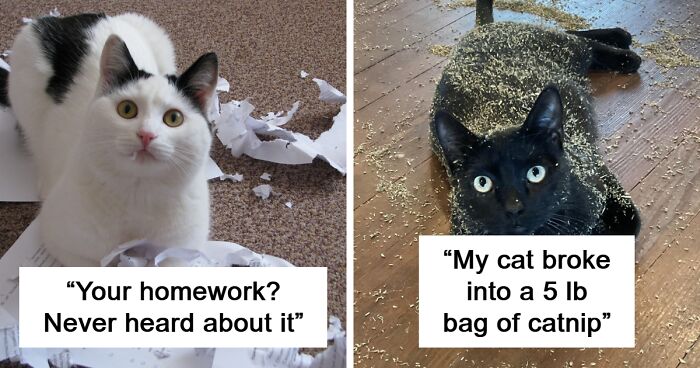 65 Adorable Cats Ruining Stuff Just Because They Can