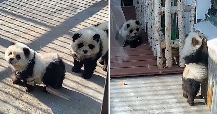 Zoo Not Backing Down After Caught Using Dyed Dogs For Panda Exhibit