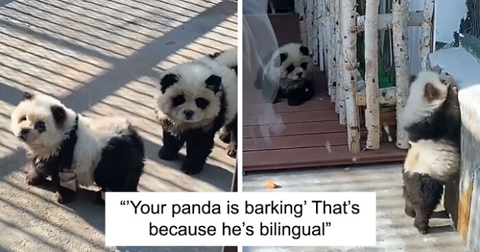 Outrage After Zoo’s Panda Exhibit Turns Out To Be Dogs Dyed Black And White