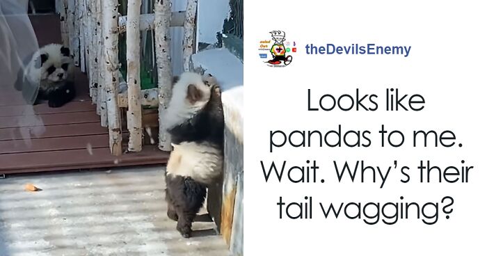 Outrage After Zoo’s Panda Exhibit Turns Out To Be Dogs Dyed Black And White