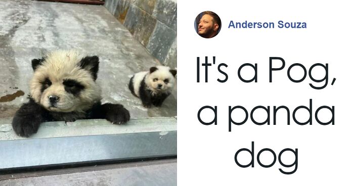 Outrage After Zoo’s Panda Exhibit Turns Out To Be Dogs Dyed Black And White