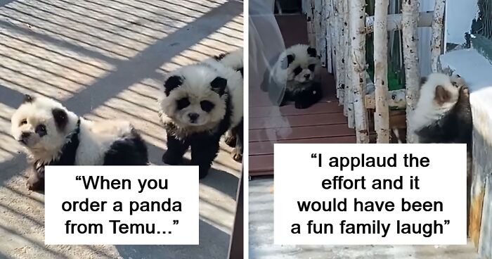 After “Panda Exhibit” Outed As Dogs Dyed Black And White, Zoo Defends Controversial Move