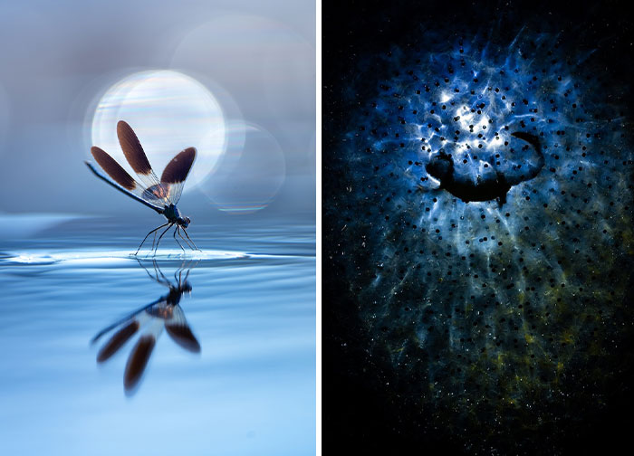 13 Captivating Entries From The 2023 Water Challenge By Close-Up Photographer Of The Year