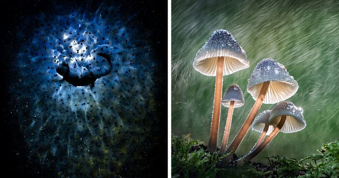 13 Captivating Entries From The 2023 Water Challenge By Close-Up Photographer Of The Year