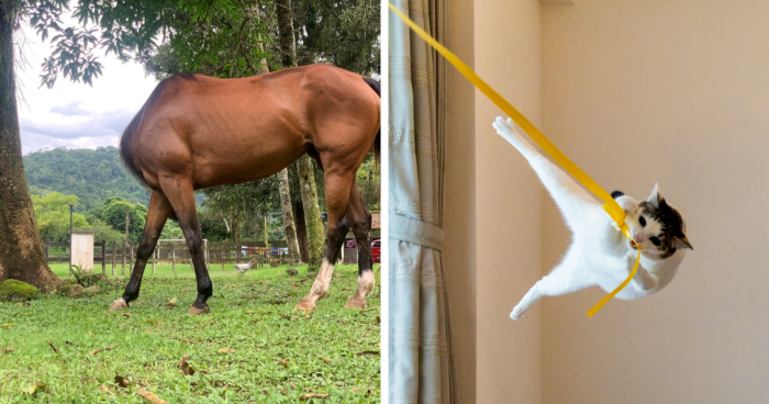 If You’re Having A Bad Day, These 30 Finalists From The Comedy Pet Awards May Boost Your Mood