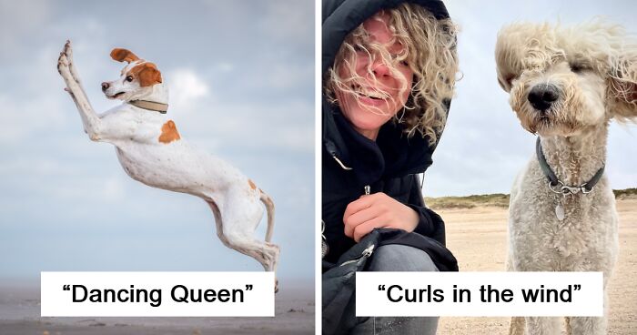 30 Finalists From The Comedy Pet Awards 2024 That Made People Crack Up
