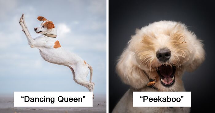 These 30 Finalist Pics From The Comedy Pet Photography Awards Will Crack You Up (2024 Edition)