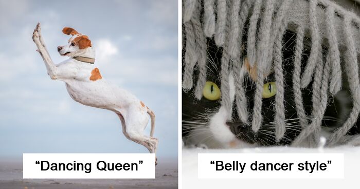 If You’re Having A Bad Day, These 30 Finalists From The Comedy Pet Awards May Boost Your Mood