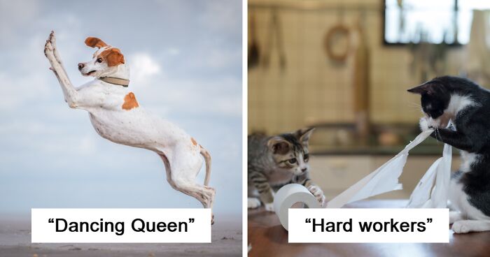 The Comedy Pet Photography Awards Has Just Announced Its Finalists For 2024