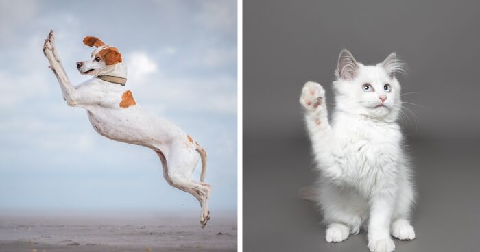 These 30 Finalist Pics From The Comedy Pet Photography Awards Will Crack You Up (2024 Edition)