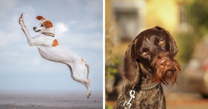 The Comedy Pet Photography Awards Has Just Announced Its Finalists For 2024