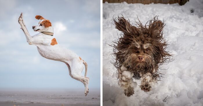 30 Finalists From The Comedy Pet Awards 2024 That Made People Crack Up