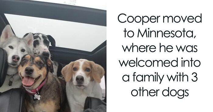 Foster Mom Spreads Awareness And Joy By Sharing Her Short-Spined Dog’s Adventures