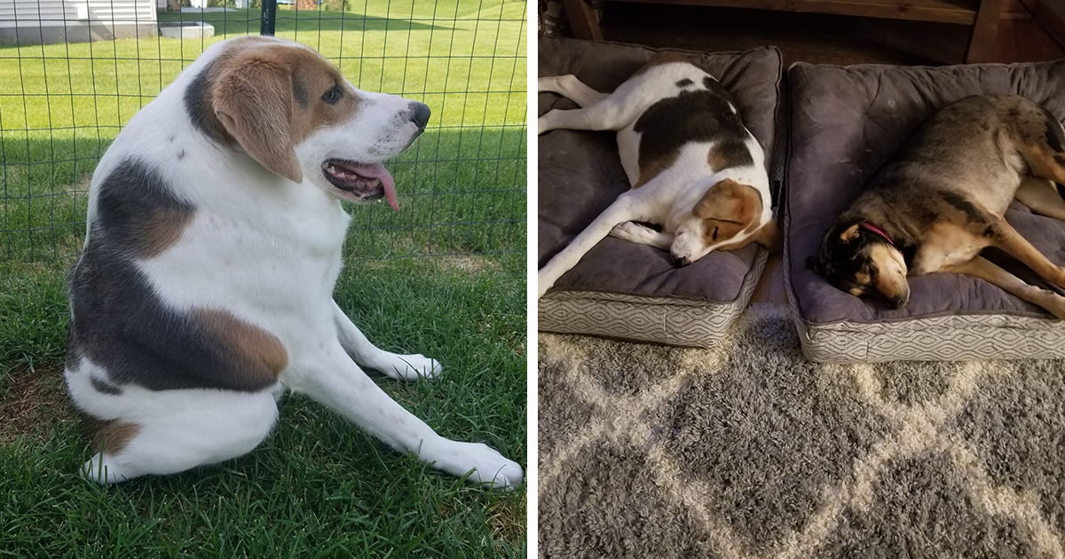 1 out of 150: A Dog With A Rare Short Spine Syndrome Inspires Us To Live Life To The Fullest - Vimarsana News