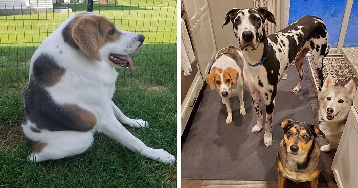 Foster Mom Shares Challenges And Joys Of Having Rescued A Short-Spined Dog