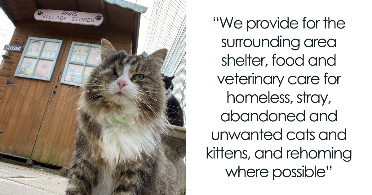Elderly Cats In This Retirement Village Get To Socialize While Receiving Whatever Care They Need - Vimarsana News