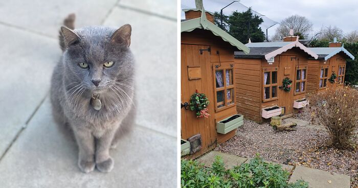 Elderly Cats In This Retirement Village Get To Socialize While Receiving Whatever Care They Need