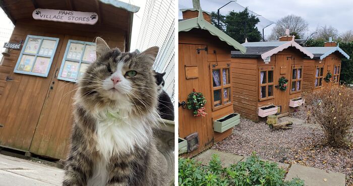 This Retirement Cat Village Has 17 Cats That Live Out Their Days In Mini Cottages