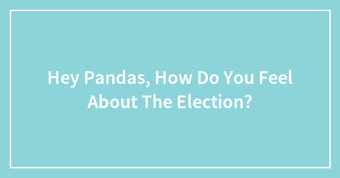 Hey Pandas, How Do You Feel About The Election?