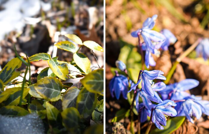 Some Photos I Took Of Plants And Flowers (8 Pics)