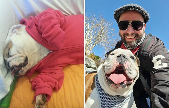 Hey Pandas, What Is The Funniest Picture Of Your Dog? (Closed)