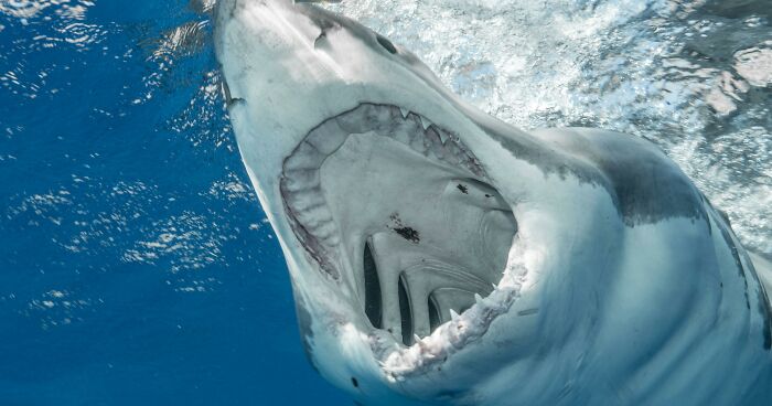 “Such A Horrible Story”: Woman’s Final Moments Before Being Eaten Alive By 13-Ft Shark Revealed