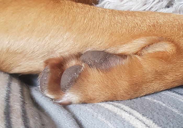 Hey Pandas, Post A Picture Of Your Pet’s Toe Beans (Closed)